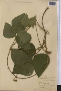 Rhynchosia pyramidalis (Lam.)Urb., Америка (AMER) (Куба)