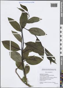 Ива пятитычинковая  L., Восточная Европа, Центральный район (E4) (Россия)