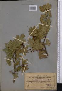 Crataegus azarolus var. pontica (Koch) K. I. Chr., Средняя Азия и Казахстан, Западный Тянь-Шань и Каратау (M3) (Узбекистан)