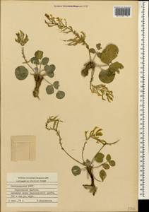 Астрагал широколистный Lam., Кавказ, Азербайджан (K6) (Азербайджан)