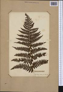 Pseudathyrium alpestre subsp. alpestre, Западная Европа (EUR) (Франция)