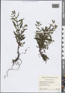 Зюзник европейский L., Восточная Европа, Северный район (E1) (Россия)