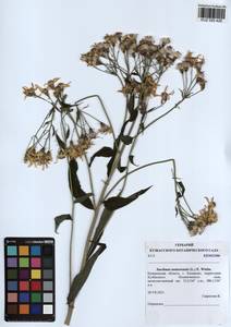 Senecio nemorensis subsp. nemorensis, Сибирь, Алтай и Саяны (S2) (Россия)