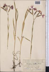 Гвоздика пышная L., Средняя Азия и Казахстан, Северный и Центральный Тянь-Шань (M4) (Киргизия)