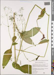 Bupleurum longeradiatum Turcz., Сибирь, Дальний Восток (S6) (Россия)