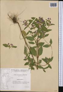 Пикульник ладанниковый L., Западная Европа (EUR) (Дания)