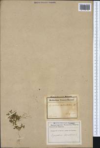 Selaginella denticulata (L.) Spring, Западная Европа (EUR) (Франция)