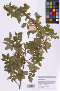 Шиповник майский Herrm., Восточная Европа, Московская область и Москва (E4a) (Россия)