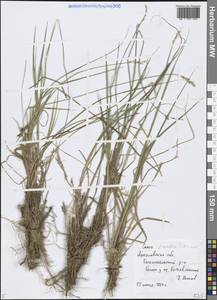 Осока двутычинковая Schrank, Восточная Европа, Центральный лесной район (E5) (Россия)