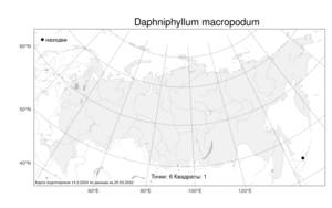 Daphniphyllum macropodum, Волчелистник длинноножковый Miq., Атлас флоры России (FLORUS) (Россия)