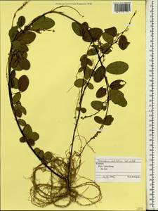 Desmodium heterocarpon subsp. ovalifolium (Prain)H.Ohashi, Зарубежная Азия (ASIA) (Вьетнам)