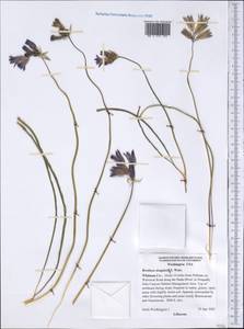 Triteleia grandiflora Lindl., Америка (AMER) (США)