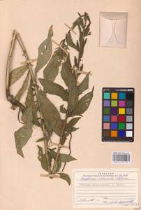 Oenothera ×rubricaulis Kleb., Восточная Европа, Северный район (E1) (Россия)