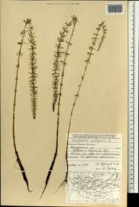 Хвостник обыкновенный, Водяная сосенка L., Монголия (MONG) (Монголия)