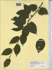 Betula papyrifera Marshall, Америка (AMER) (США)