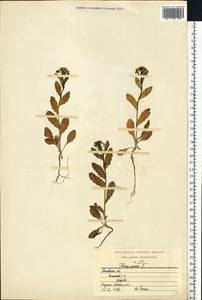 Ярутка полевая L., Восточная Европа, Московская область и Москва (E4a) (Россия)