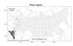 Alcea rugosa, Шток-роза морщинистая Alef., Атлас флоры России (FLORUS) (Россия)