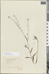 Незабудка дубравная Besser, Восточная Европа, Белоруссия (E3a) (Белоруссия)