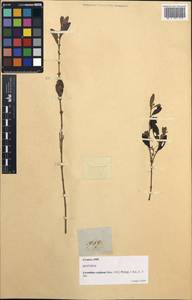 Loranthus confusus, Зарубежная Азия (ASIA) (Филиппины)