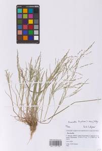 Бескильница Гаупта (V.I.Krecz.) Kitag., Восточная Европа, Московская область и Москва (E4a) (Россия)