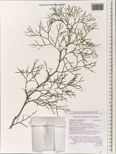 Tetraclinis articulata (Vahl) Mast., Зарубежная Азия (ASIA) (Израиль)