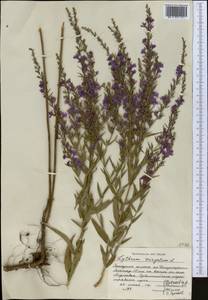 Дербенник лозный L., Средняя Азия и Казахстан, Джунгарский Алатау и Тарбагатай (M5) (Казахстан)