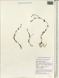 Зверобой японский Thunb., Зарубежная Азия (ASIA) (Вьетнам)