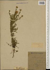 Centaurea stoebe subsp. stoebe, Кавказ, Черноморское побережье (от Новороссийска до Адлера) (K3) (Россия)