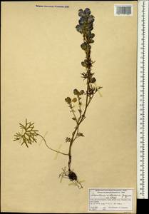 Aconitum violaceum Jacquem. ex Stapf, Зарубежная Азия (ASIA) (Индия)