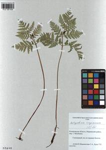 Botrypus virginianus (L.) Michx., Сибирь, Алтай и Саяны (S2) (Россия)