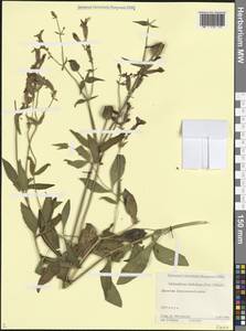 Смолевка широколистная, Кавказ, Дагестан (K2) (Россия)