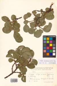 Salix nakamurana subsp. kurilensis (Koidz.) H. Ohashi, Сибирь, Дальний Восток (S6) (Россия)