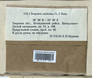 Scapania undulata (L.) Dumort., Гербарий мохообразных, Мхи - Центральное Нечерноземье (B6) (Россия)