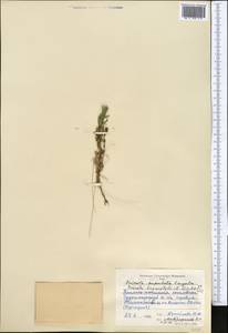 Cuscuta brevistyla A. Braun, Средняя Азия и Казахстан, Западный Тянь-Шань и Каратау (M3) (Киргизия)