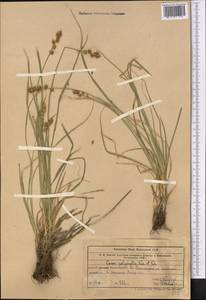 Осока многолистная Kar. & Kir., Средняя Азия и Казахстан, Западный Тянь-Шань и Каратау (M3) (Узбекистан)