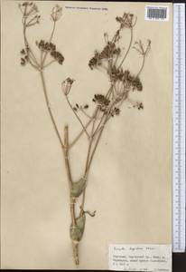 Ферула овечья (Boiss.) Boiss., Средняя Азия и Казахстан, Северный и Центральный Тянь-Шань (M4) (Киргизия)