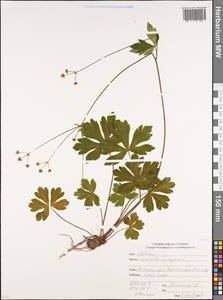 Подлесник европейский L., Кавказ, Южная Осетия (K4b) (Южная Осетия)