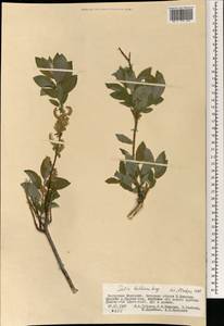 Ива Бебба, Ива Бэбба Sarg., Монголия (MONG) (Монголия)