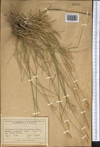 Житняк гребенчатый (L.) Gaertn., Средняя Азия и Казахстан, Муюнкумы, Прибалхашье и Бетпак-Дала (M9) (Казахстан)