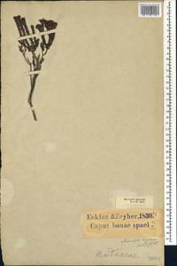 Macrostylis villosa, Африка (AFR) (ЮАР)