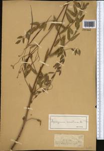 Poacynum lancifolium (Russanov) Mavrodiev, Laktionov & Yu. E. Alexeev, Средняя Азия и Казахстан, Муюнкумы, Прибалхашье и Бетпак-Дала (M9) (Казахстан)