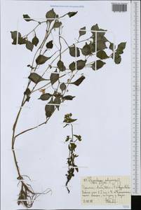 Impatiens tinctoria subsp. abyssinica (Hook. fil.) Grey-Wilson, Африка (AFR) (Эфиопия)