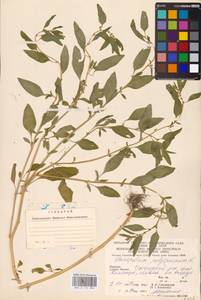 Lipandra polysperma (L.) S. Fuentes, Uotila & Borsch, Восточная Европа, Западно-Украинский район (E13) (Украина)