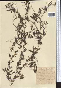 Чина луговая L., Средняя Азия и Казахстан, Западный Тянь-Шань и Каратау (M3) (Казахстан)