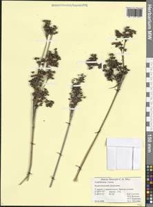 Ситник береговой C.A.Mey., Кавказ, Азербайджан (K6) (Азербайджан)