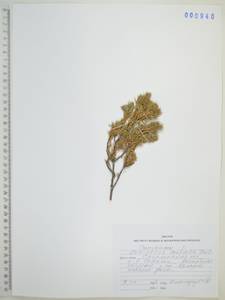 Juniperus rigida subsp. conferta (Nakai) Kitam., Сибирь, Дальний Восток (S6) (Россия)