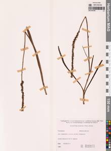 Скрученник китайский (Pers.) Ames, Сибирь, Дальний Восток (S6) (Россия)