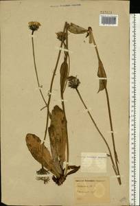 Trommsdorffia maculata (L.) Bernh., Восточная Европа, Центральный район (E4) (Россия)