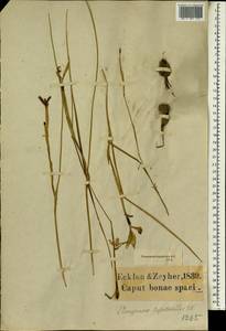 Moraea tripetala (L.f.) Ker Gawl., Африка (AFR) (ЮАР)