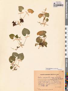 Viola epipsila subsp. repens (Turcz.) W.Becker, Сибирь, Чукотка и Камчатка (S7) (Россия)